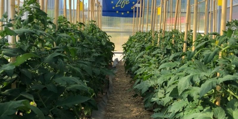 tomato plantation life envision