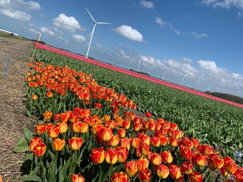 Better Tulips and Narcissus with EnNuVi Technology