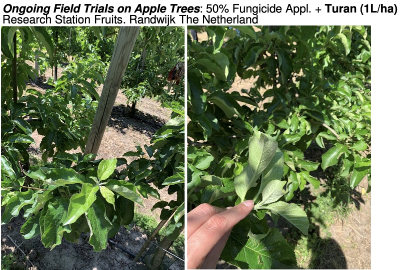Turan tested on apple trees