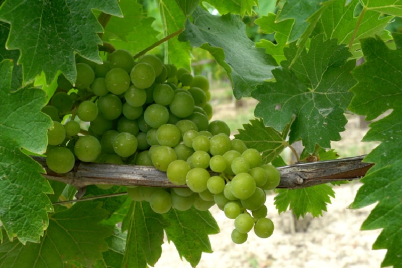 EnNuVi tested on vineyards
