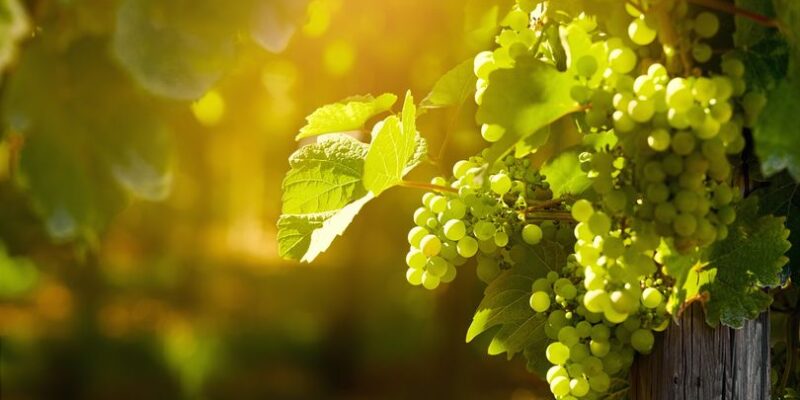 Sunny white grape bunches on summer vineyard