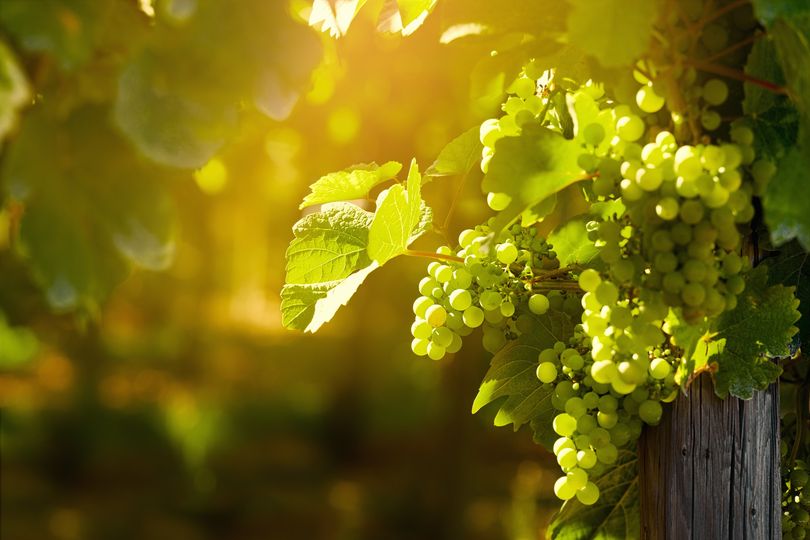 EnNuVi in the crop management program for grapevine 