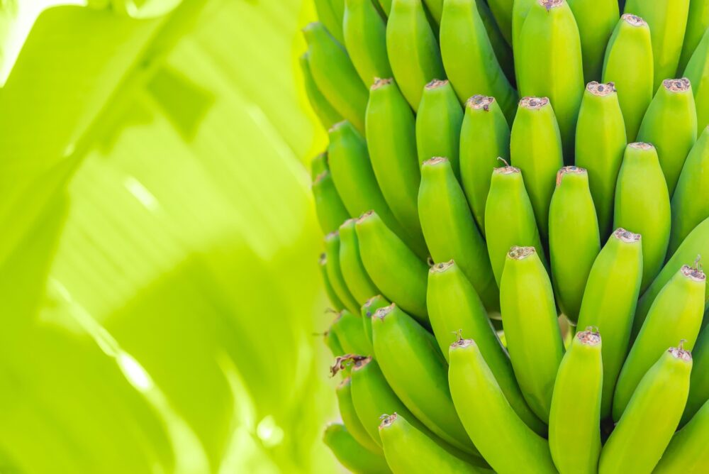 How to get healthy bananas using EnNuVi solutions